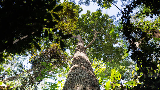Imagem de uma castanheira gigante em meio à floresta amazônica