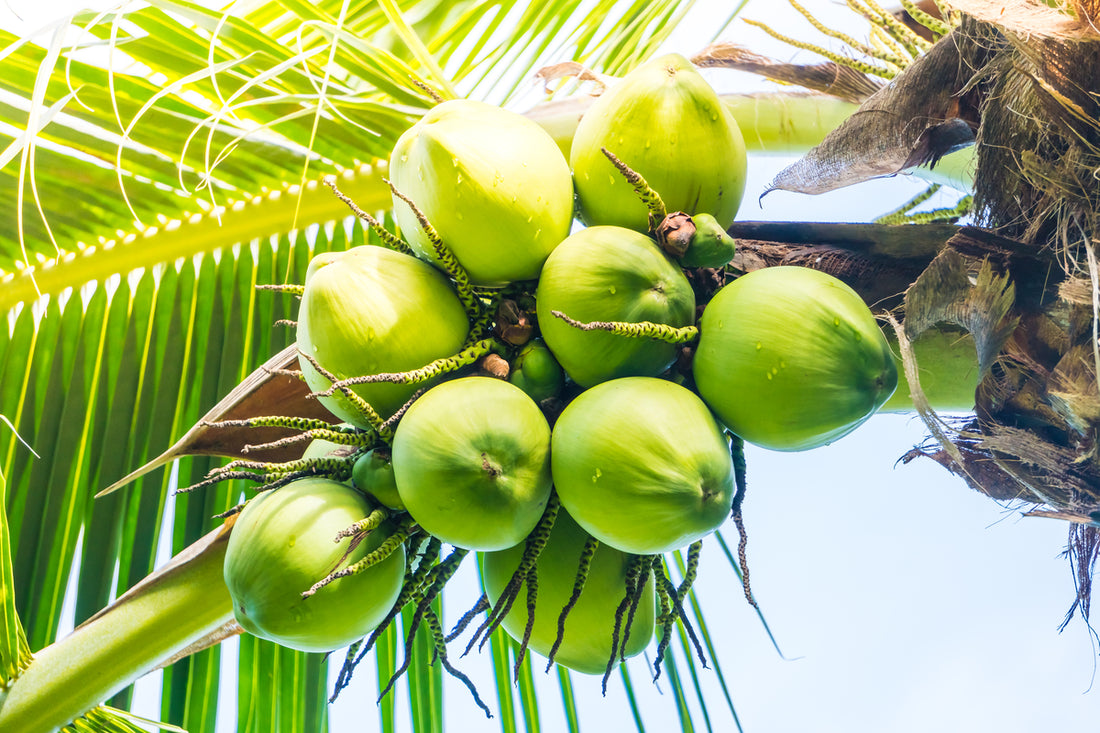 Benefícios do coco: 7 motivos para consumir essa fruta