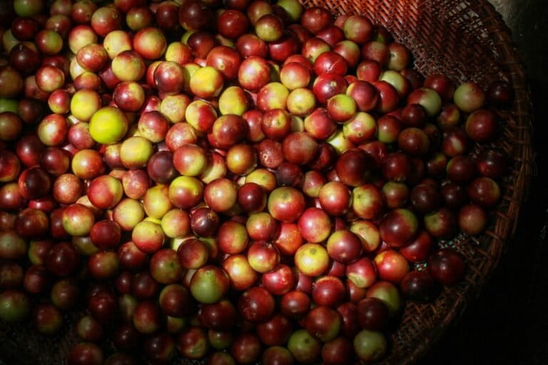 camu-camu