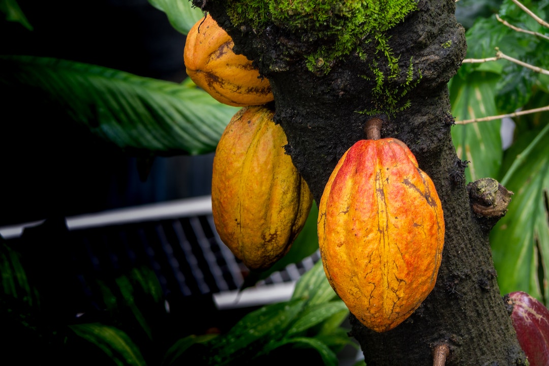 Frutas da Amazônia: 10 preciosidades que você precisa conhecer