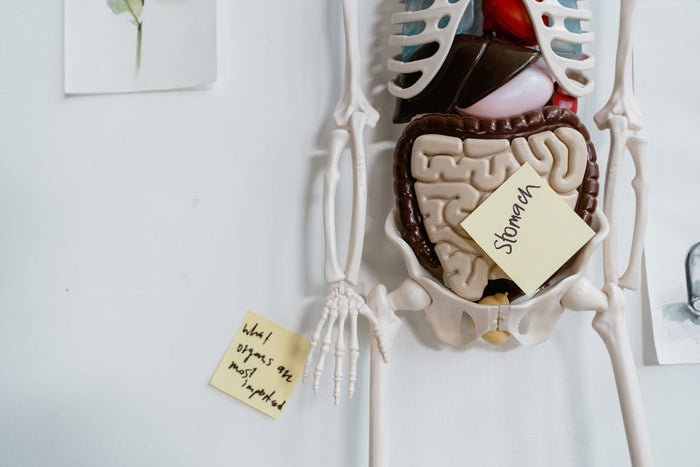 corpo humano
