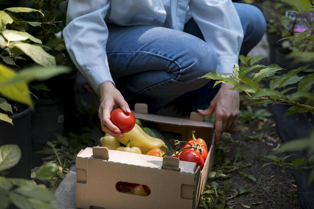 Conheça o Sistema Regenerativo da Floresta e a sua importância
