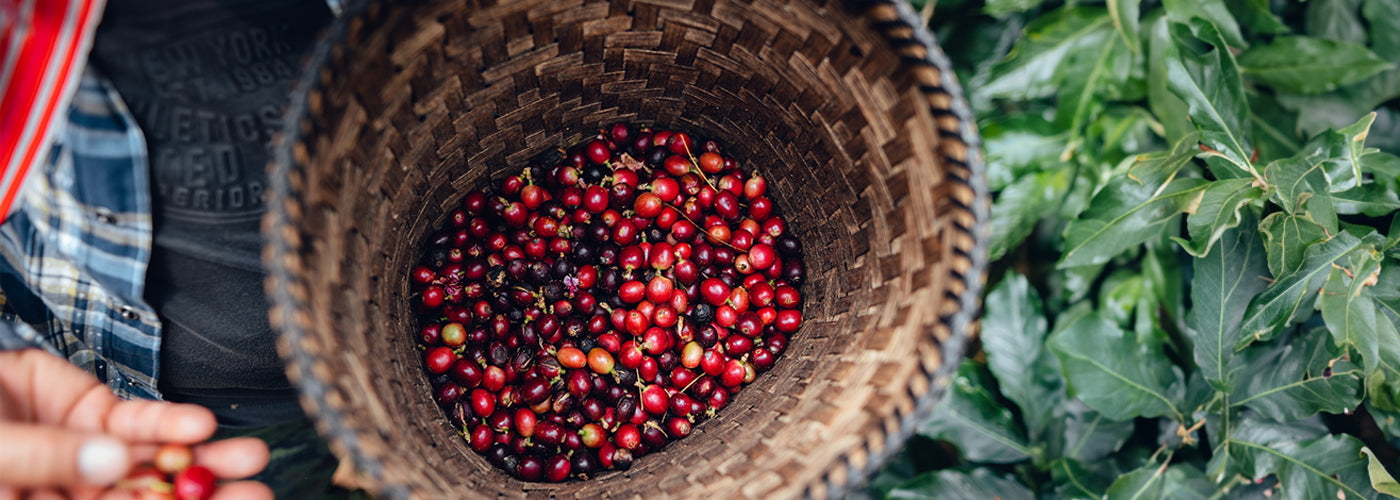 Mahta | Benefícios do café Apuí para a saúde e a floresta