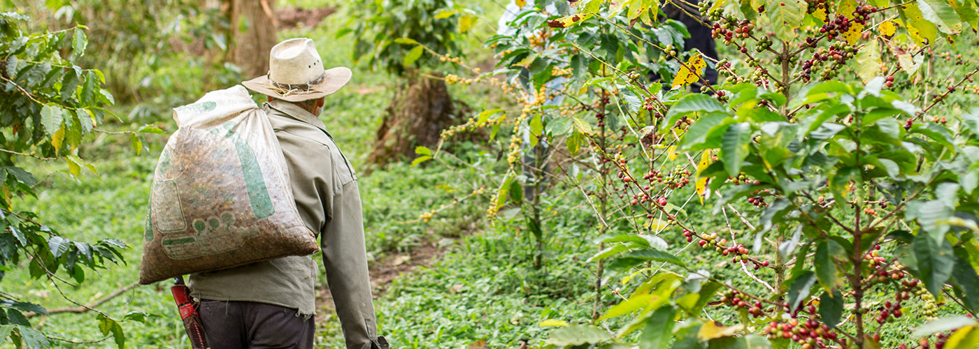 Mahta | Benefícios do café Apuí para a saúde e a floresta