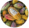 Cacau Selvagem