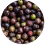 Bacabá