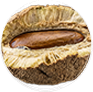 Cumaru