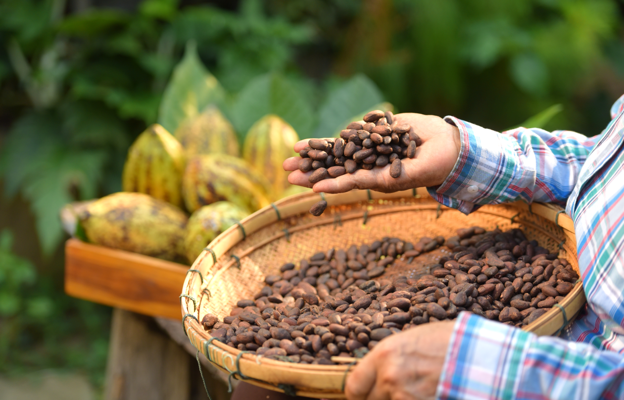 Descubra os Benefícios do Cacau Selvagem: Um Superfood Amazônico – Mahta