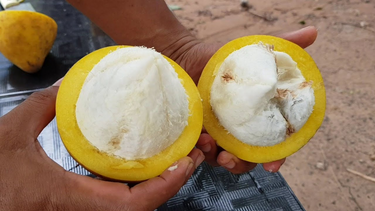 Bacuri Fish Bacuri: O Superalimento Amazônico Rico em Nutrientes e Sabor – Mahta